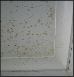 mould on wall before Microbial application